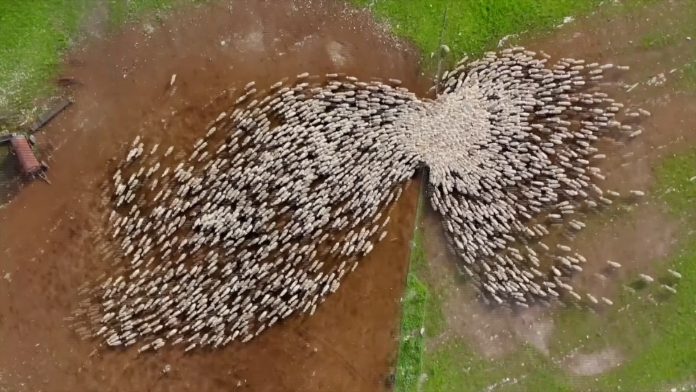 Fotógrafo viraliza com vídeos de ovelhas feitos com drone