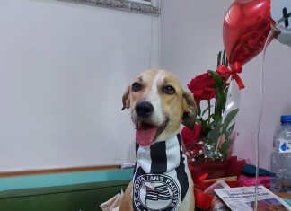 Cachorra Pandora: ouça os bastidores do reencontro com seu tutor após 45 dias de buscas