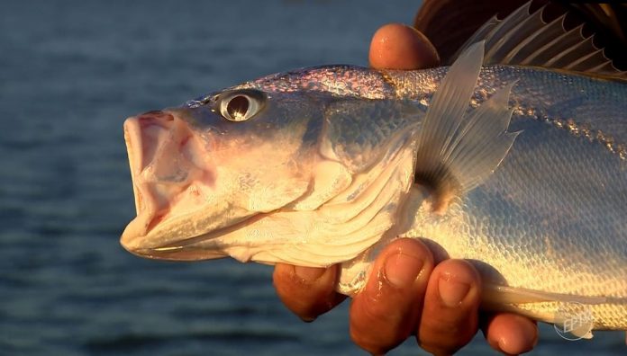 corvina