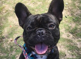 Água, sombra e tosa: cães precisam de atenção especial durante o verão; confira dicas de veterinários