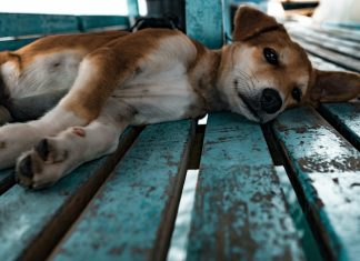 Atropelamento de animais em estradas: ouça história de acidente com cachorro e descubra o que fazer no resgate