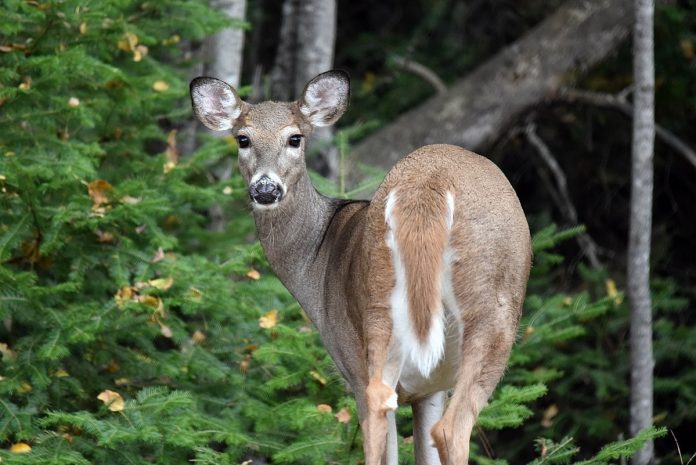 white-tailed