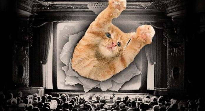 catvideofest