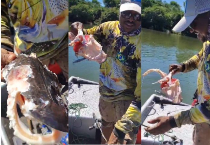 pesca-piranhas