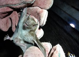 Após ataques a suínos e aves, agência de defesa faz controle de morcegos no Tocantins