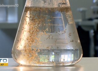 Tocantins tem duas mortes confirmadas por dengue em 2025