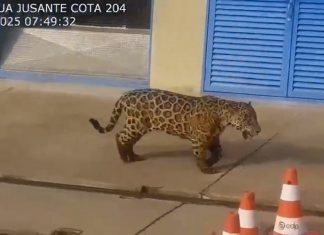 Onça-pintada é vista ‘passeando’ em usina hidrelétrica no Tocantins; VÍDEO