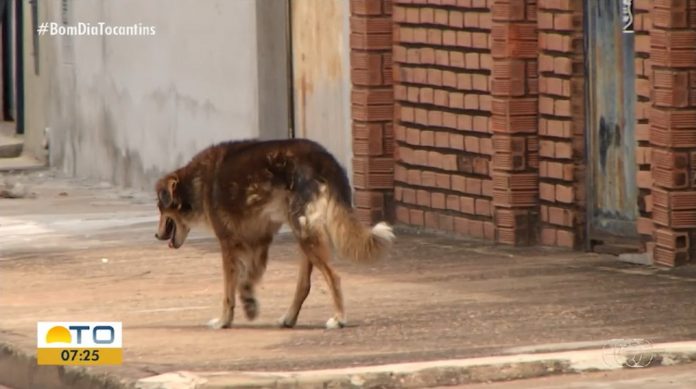 abandono-animais