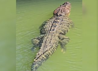 Jacaré gigante ganha nome e fama de ‘estimação’ por pescador em ilha no TO