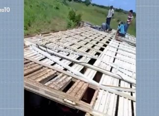 Caminhão carregado com mais de 80 cabeças de gado tomba em trecho da TO-222