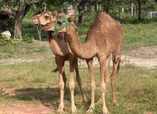 Sherazade, Natalina e Safira: camelos que encantaram a web receberam nomes bíblicos, árabes e persas