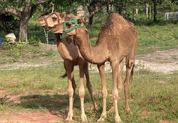 foto-e-montagem-vertical-27-