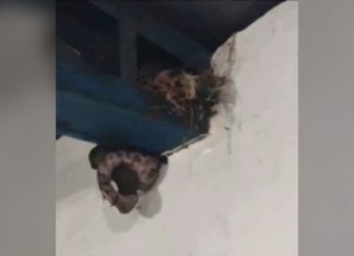 ‘Que perigo, valei-me’, diz mulher ao gravar cobra comendo pássaro em sala de aula; assista