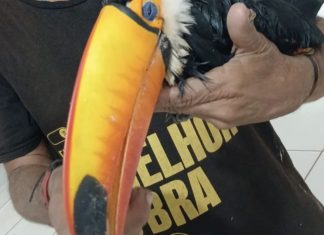 Homem leva tucano ferido a UPA e vai embora antes da chegada de apoio especializado; entenda
