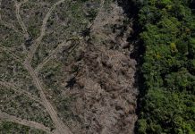 Desmatamento na Amazônia cai 17% no 1º trimestre, mas volta a subir em março
