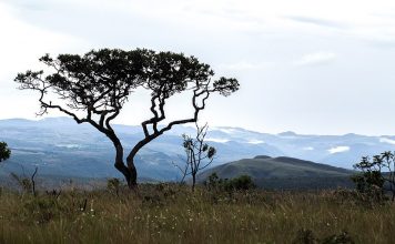 Acordo prevê recuperação de 3,3 mil hectares de área degradada no Cerrado, segundo MPTO