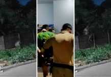 Pitbull é morto ao defender tutor de ataque em casa no TO; suspeito foi preso com marcas de mordida