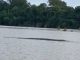 Mulher registra sucuri gigante em lago no interior do Tocantins; assista