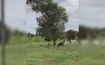 Filha de 6 anos do sertanejo Henrique viraliza nas redes sociais ao tocar gado sozinha; VÍDEO