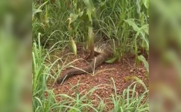 Engenheiro se surpreende com cobra gigante em estrada no interior do TO; VÍDEO