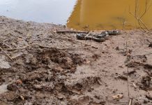 Sucuri de quase 4 metros é retirada de telhado de casa no TO; veja vídeo