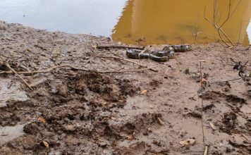 Sucuri de quase 4 metros é retirada de telhado de casa no TO; veja vídeo