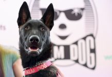 De cadela abandonada a estrela de Cannes: cachorrinha chilena Yuri ganha Palma Canina