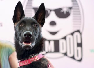 De cadela abandonada a estrela de Cannes: cachorrinha chilena Yuri ganha Palma Canina