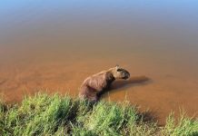 Capivara fica paraplégica após ser baleada em Araguaína