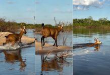 Você já viu um cervo nadar? Animal é flagrado atravessando o Rio Araguaia no Tocantins; veja vídeo