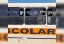 Cavalos são transportados dentro de ônibus e vídeo repercute nas redes sociais
