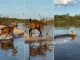 Você já viu um cervo nadar? Animal é flagrado atravessando o Rio Araguaia no Tocantins; veja vídeo