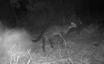 Ciclista que faz trilhas e monitora animais com câmeras no cerrado viraliza com vídeos noturnos