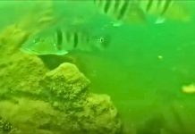 Mergulhador mostra vida, peixes e paisagens escondidas no fundo do Lago de Palmas; VÍDEO