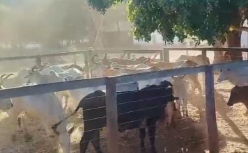 Rebanho de gado furtado de chácara no Tocantins é recuperado pela polícia