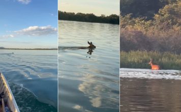 Cervo chama atenção de pescadores ao atravessar Rio Tocantins a nado; VÍDEO