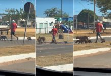 Galinha-d’angola acompanha cachorros durante passeio e cena inusitada chama atenção; VÍDEO