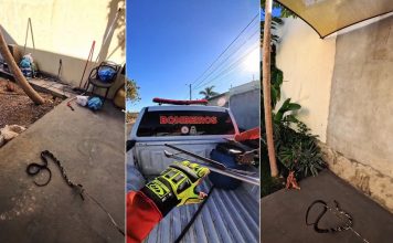 Cobra caninana invade casa em Gurupi e tenta atacar bombeiros durante resgate; VÍDEO