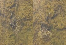 Arraia de fogo? Conheça espécie registrada nadando com tucunarés em águas cristalinas no TO