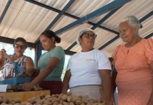 Colheita da castanha de baru gera renda para mulheres e abastece produção de doces no TO