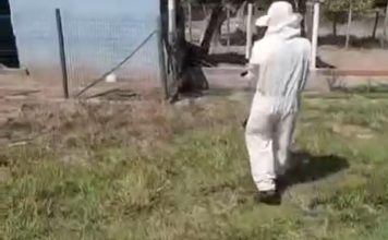 Enxame de abelhas ataca animais e trabalhadores no interior do TO; VÍDEO