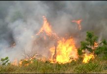 Tocantins suspende queimas controladas sob risco crítico de incêndios; veja o que muda