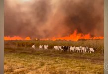 VÍDEO: gado foge de incêndio que atinge fazendas; fogo avança por áreas rurais de três estados