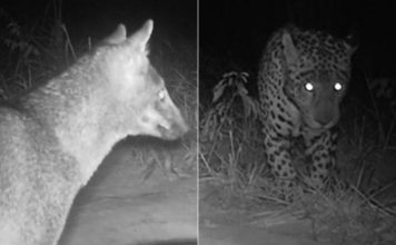 Como funcionam os bebedouros que atraem onças-pintadas, lobo-guará e outros animais do cerrado no TO