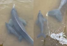 Filhote de boto nada ao lado da mãe e encanta em cena de ‘fofura’ no Rio Araguaia; VÍDEO