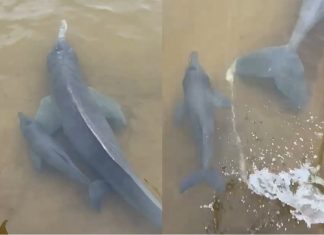 Filhote de boto nada ao lado da mãe e encanta em cena de ‘fofura’ no Rio Araguaia; VÍDEO