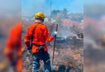 Filhote de cachorro é encontrado carbonizado após queimada em terreno baldio no TO